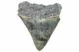 Serrated, Fossil Megalodon Tooth - South Carolina #288208-1